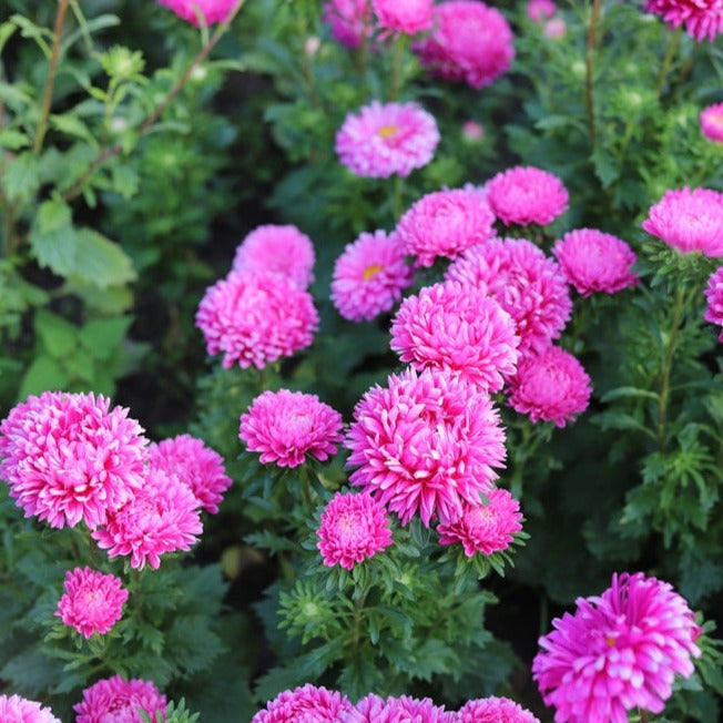 Aster China King Size Pink Flower | X 50 Seeds