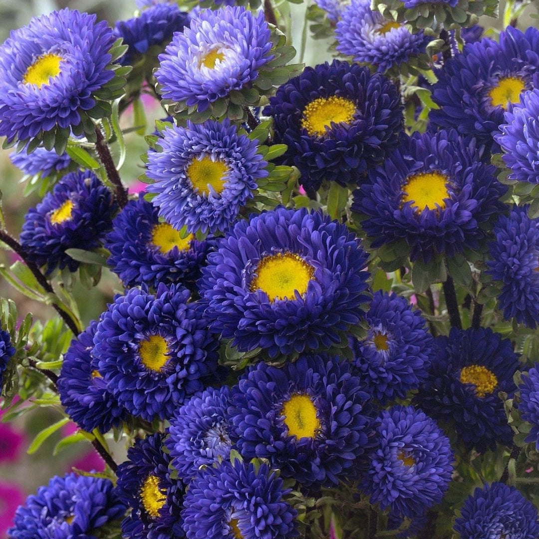 Aster China Matsumoto Blue Flower | X 50 seeds