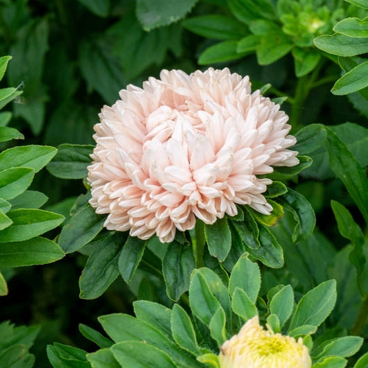Aster Lady Coral China Chamois Flower | X 50 Seeds