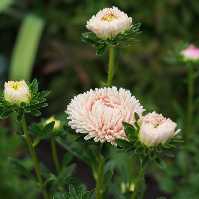 Aster Lady Coral China Chamois Flower | X 50 Seeds