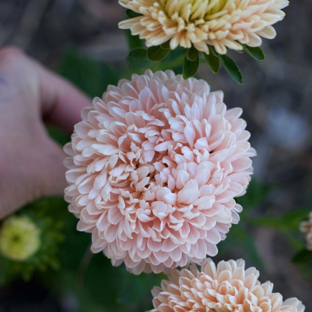Aster Syringa Champagne Flower | X 50 Seeds