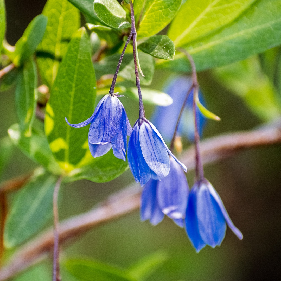 Australian Climbing Bluebell Billardiera fusiformis Australian Native Flower | X 30 Seeds