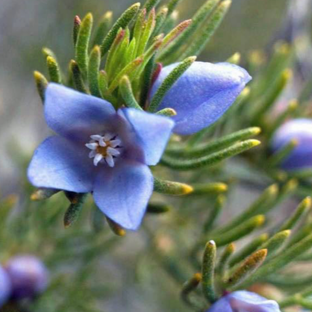 Blue Boronia Australian Native Flower | X 15 Seeds