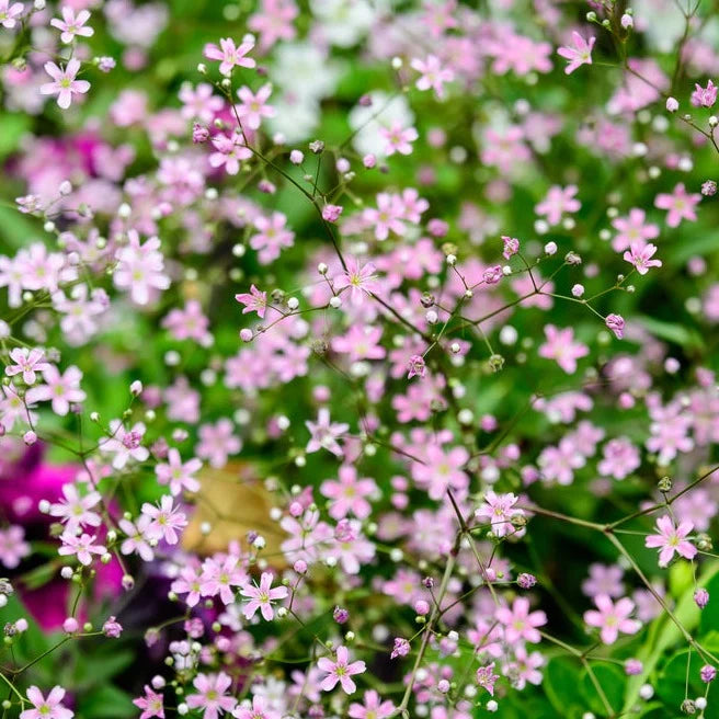 Breast Cancer Pink Seed Pack x 10 Varieties