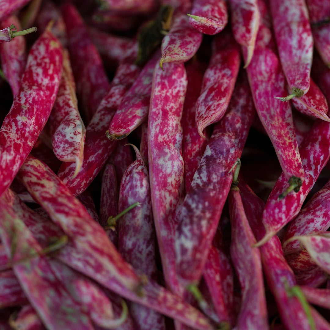 Bean Borlotti Vegetable | X 20 Seeds