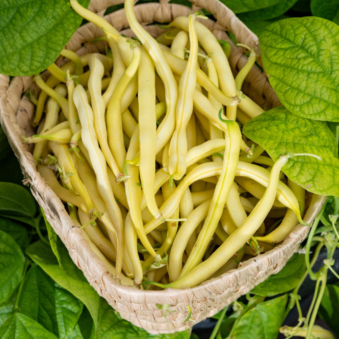 Bean Cherokee Wax Vegetable | X 20 Seeds