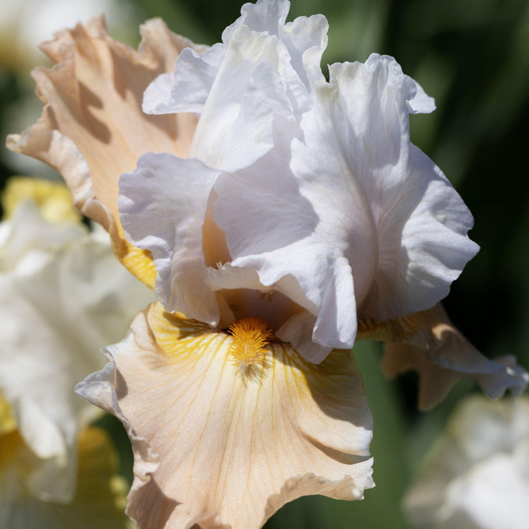 Bearded Iris Tall Champagne (Pack of 1 Bulb) (NOT TO WA)