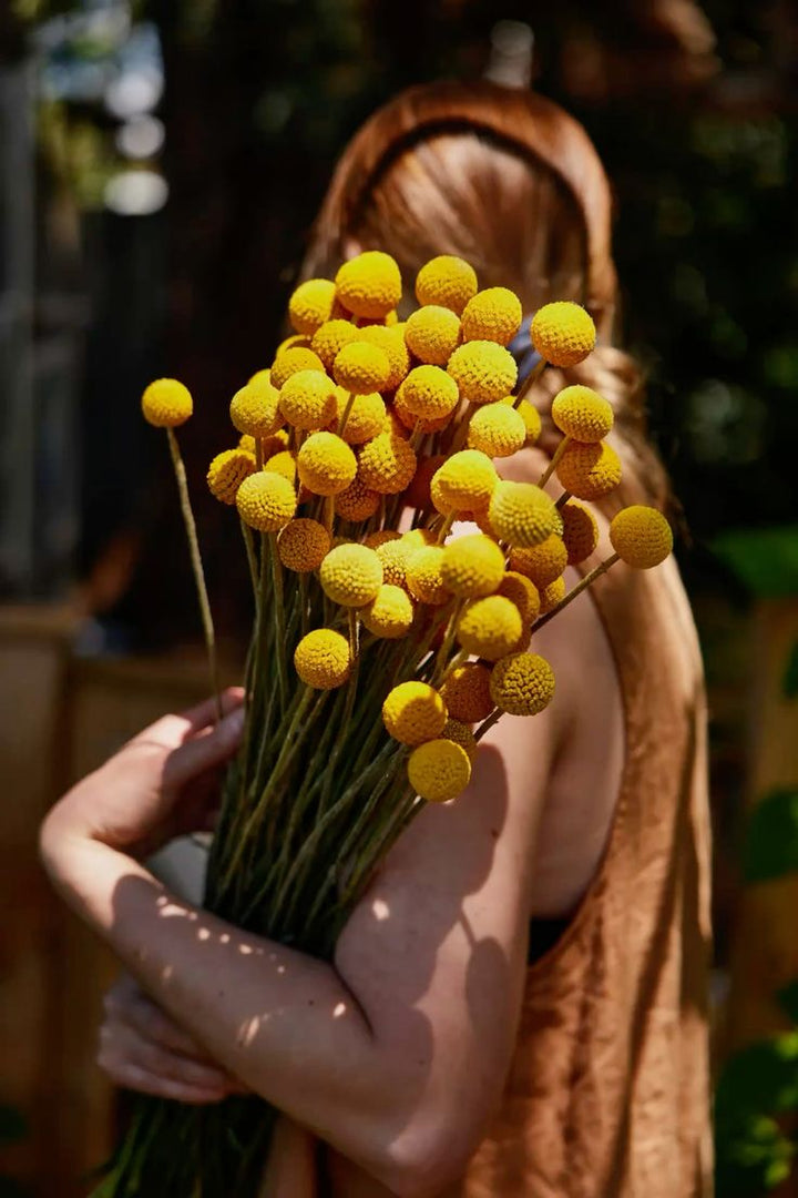 Billy Button Australian Native Flower | X 50 Seeds