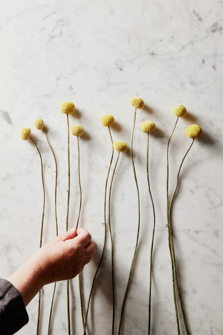 Billy Button Australian Native Flower | X 50 Seeds