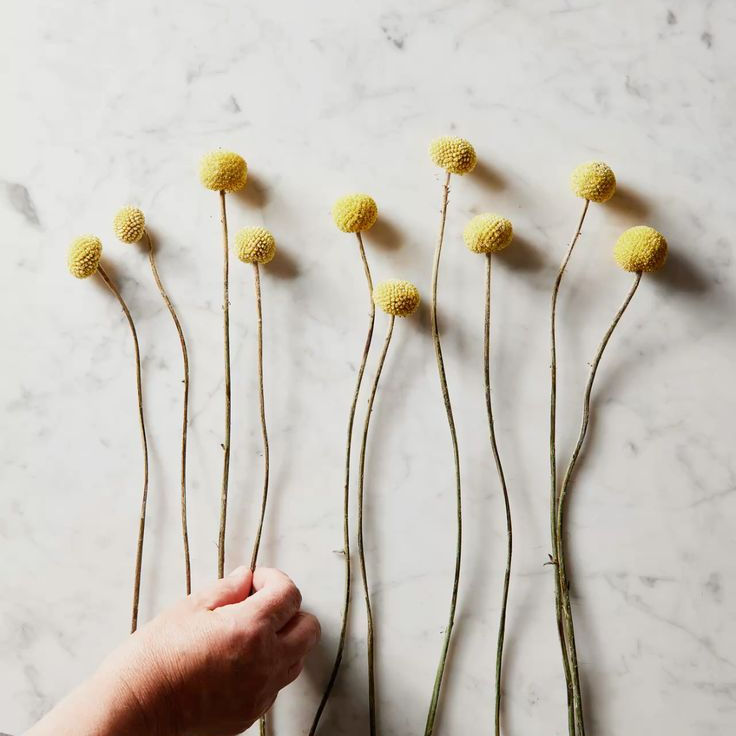 Billy Button Australian Native Flower | X 50 Seeds