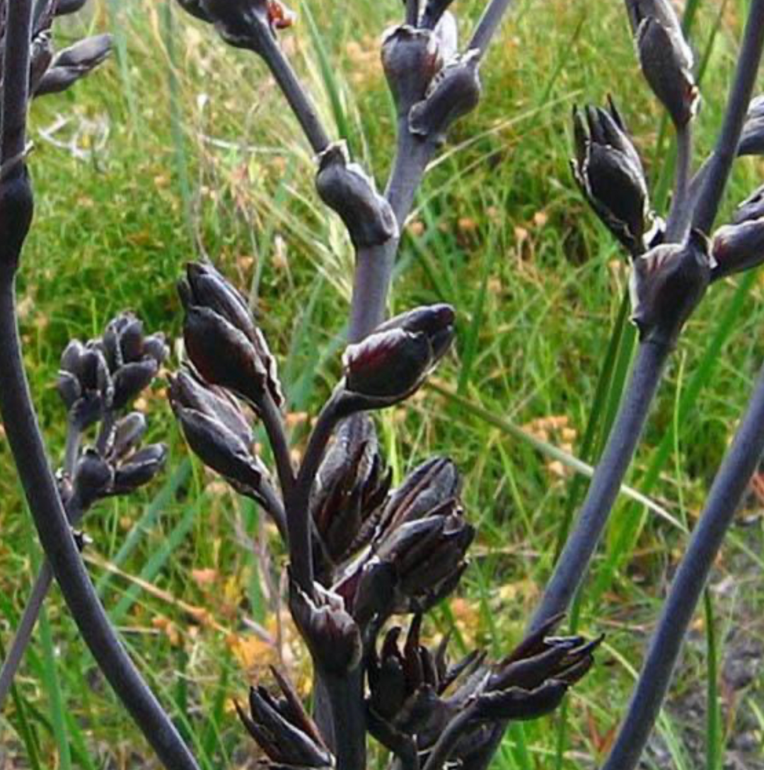 Blood Root Haemodorum spicatum Australian Native Flower | X 15 Seeds