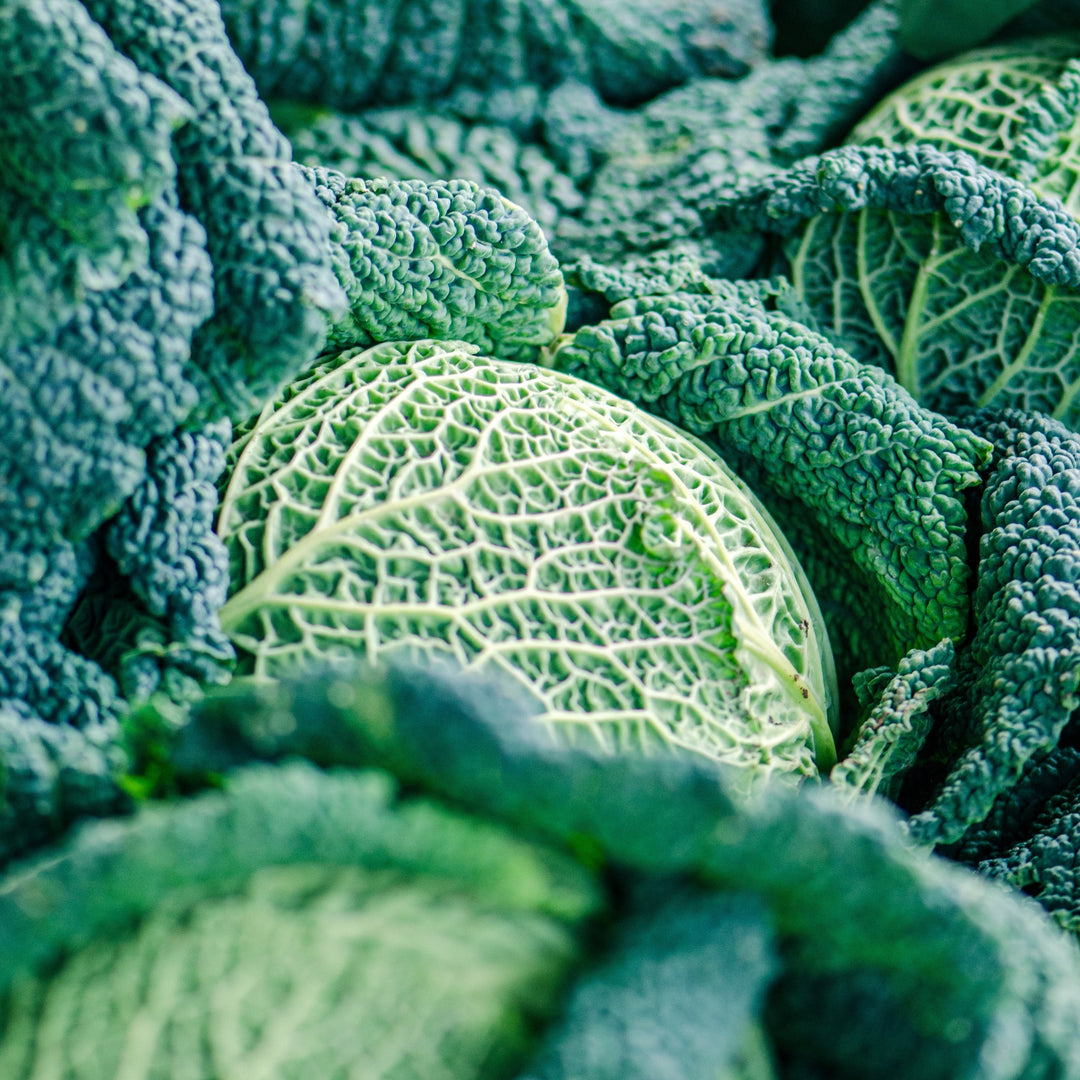 Cabbage Savoy Green Vertus Vegetable | X 100 Seeds