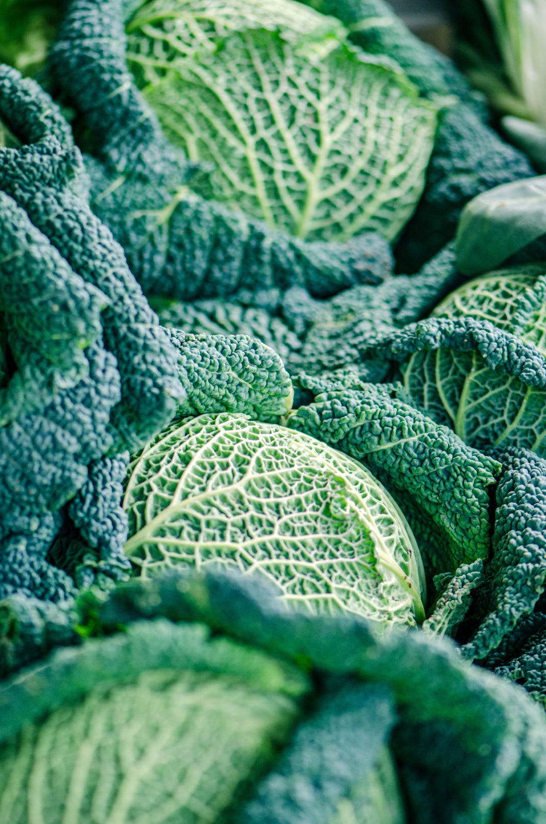 Cabbage Savoy Green Vertus Vegetable | X 100 Seeds