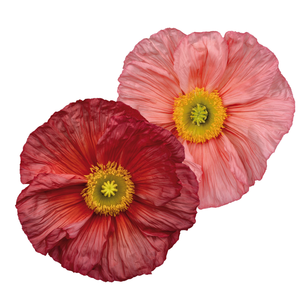 Poppy Colibri Ciclamino Flower | X 50 Seeds
