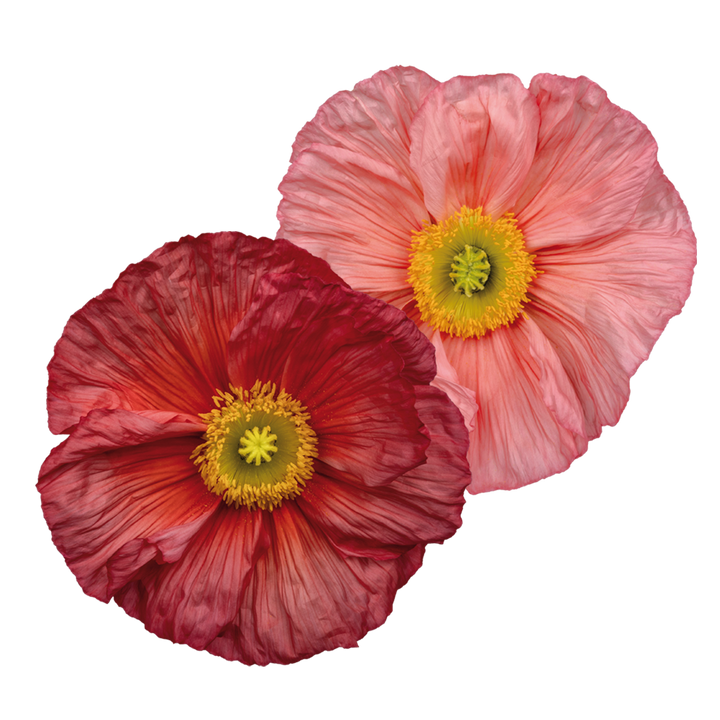 Poppy Colibri Ciclamino Flower | X 50 Seeds