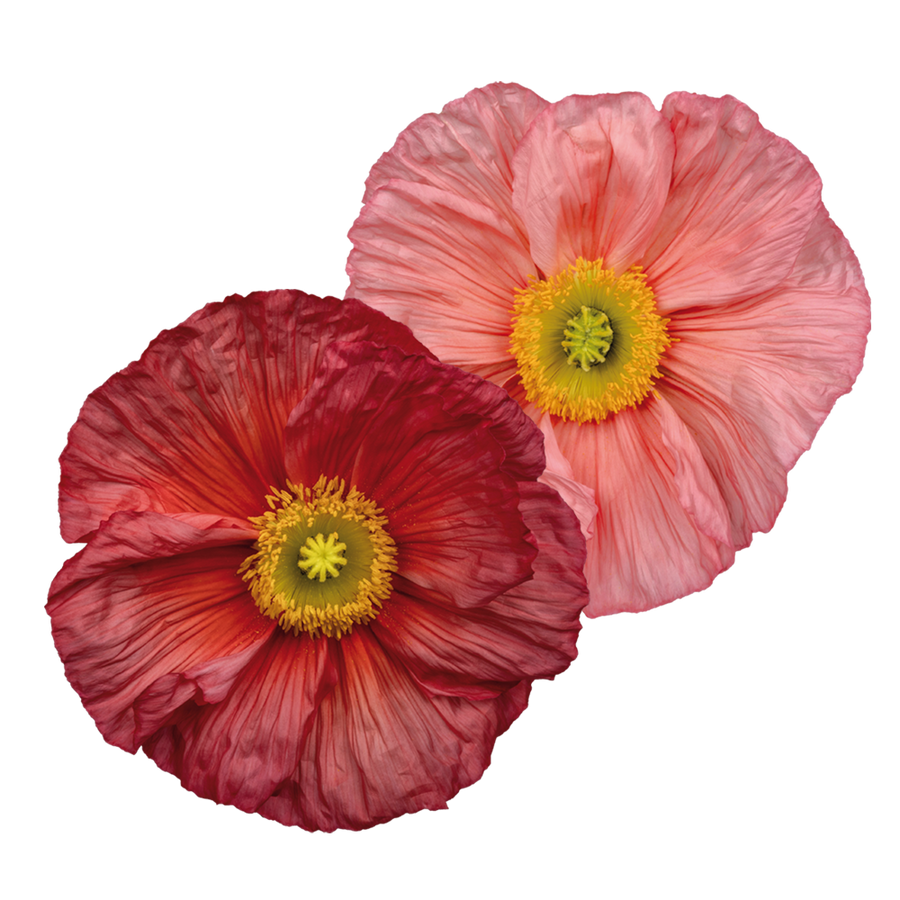 Poppy Colibri Ciclamino Flower | X 50 Seeds – Veggie & Flower Garden Seeds