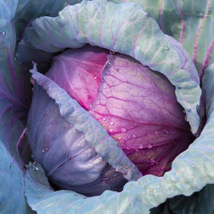 Cabbage Red Acre Vegetable | X 100 Seeds