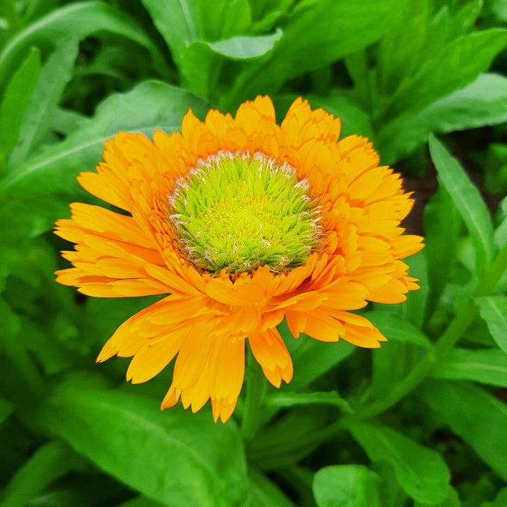 Calendula Greenheart Orange Flower | X 50 Seeds