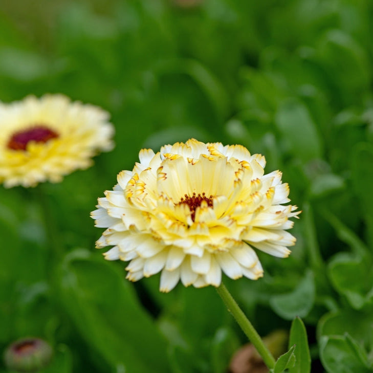 Calendula Ivory Princess Flower | X 50 Seeds