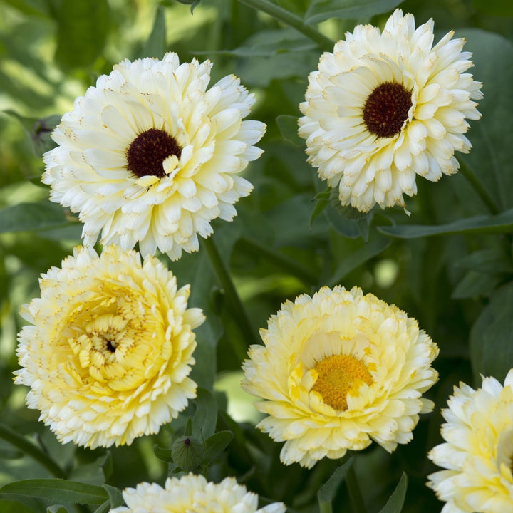 Calendula Ivory Princess Flower | X 50 Seeds