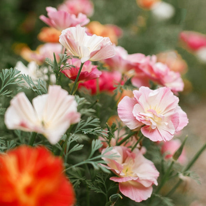 California Poppy Frilled Rose Flower | X 150 Seeds