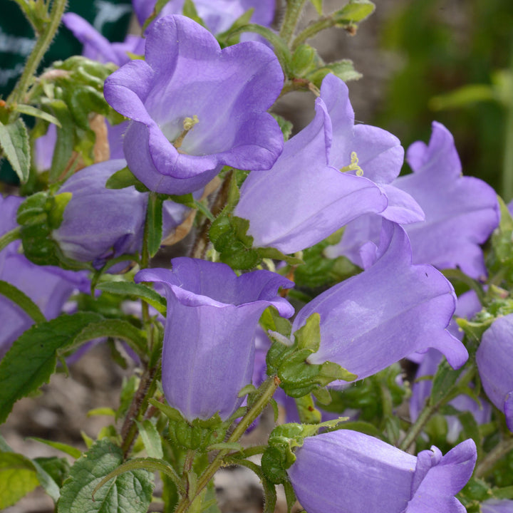Campanula Champion Lavender Flower | X 20 Seeds