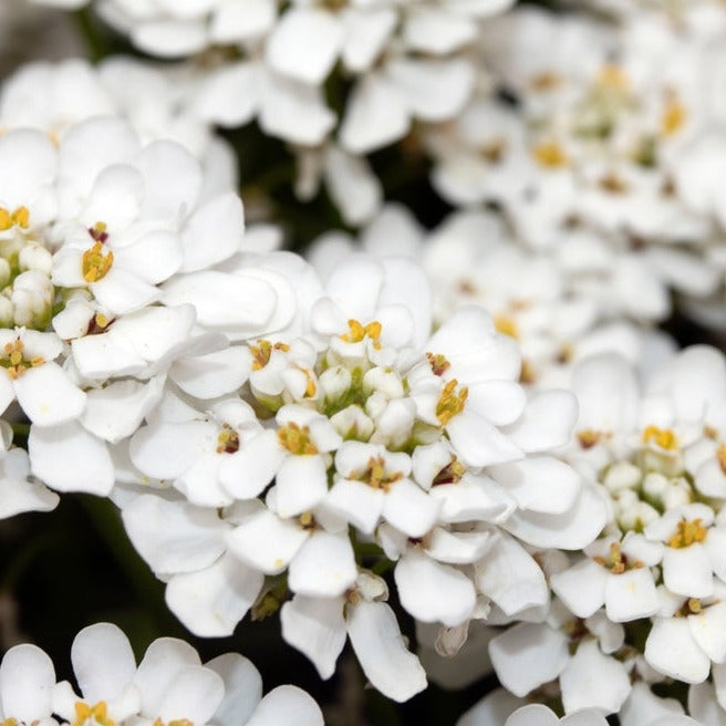 Candytuft Empress White Flower | X 100 Seeds