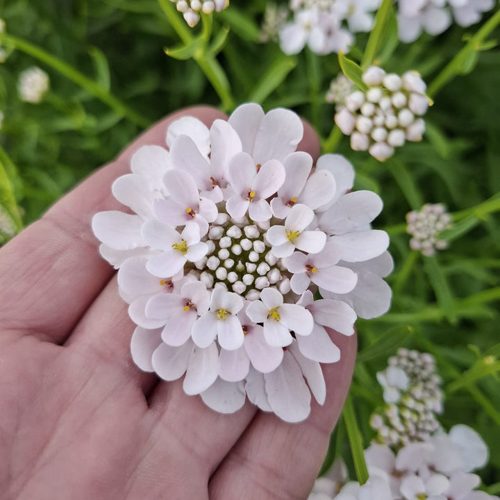 Candytuft Dwarf Fairy Mix Flower | X 100 Seeds