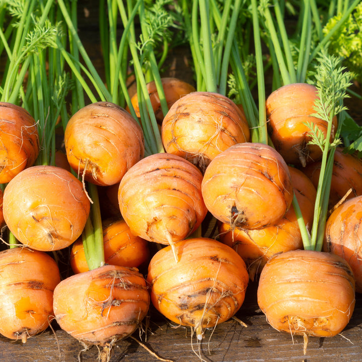 Carrot Paris Market Vegetable | X 400 seeds