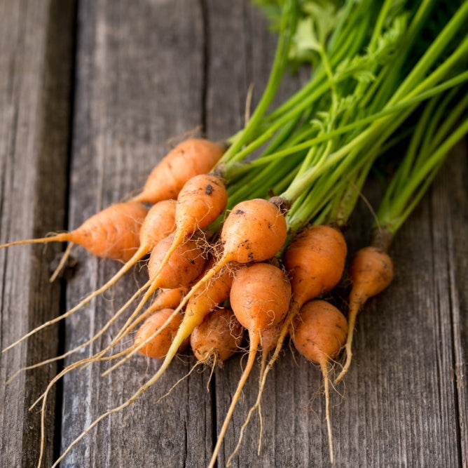 Carrot Paris Market Vegetable | X 400 seeds
