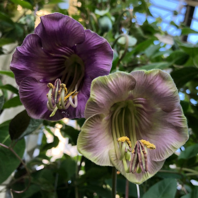 Cathedral Bells Mix Cobaea scandens Flower | X 8 Seeds (NOT TO WA)