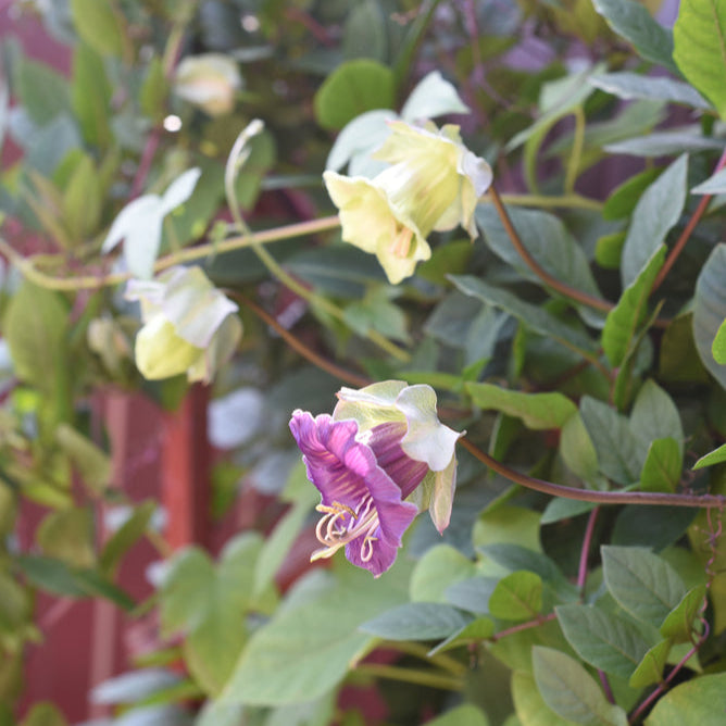 Cathedral Bells Mix Cobaea scandens Flower | X 8 Seeds (NOT TO WA)