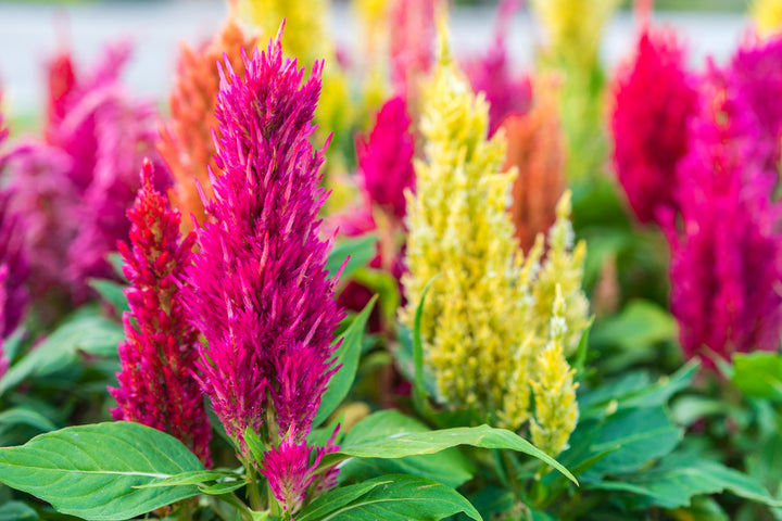 Celosia Pampas Plume Tall Mixed | X 100 Seeds