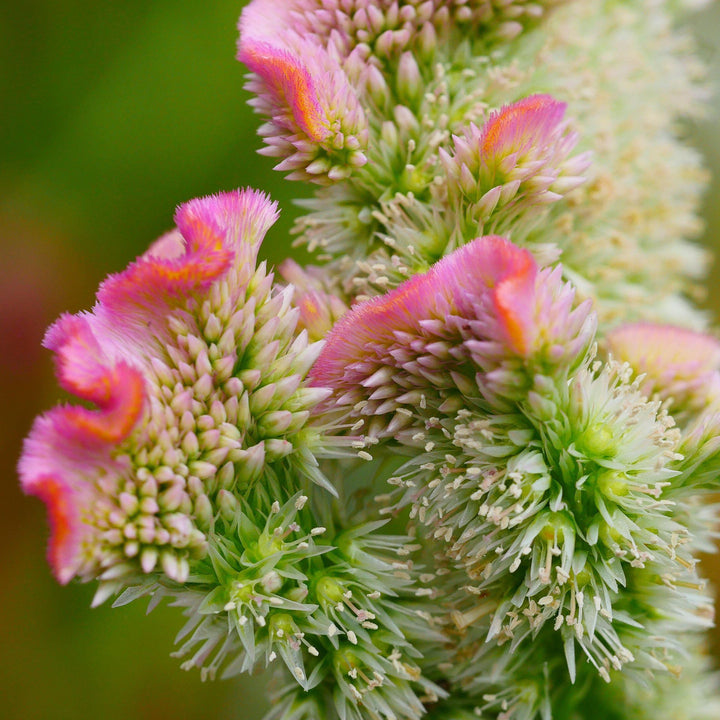 Celosia Bar Bossa Champagne Flower | X 20 Seeds