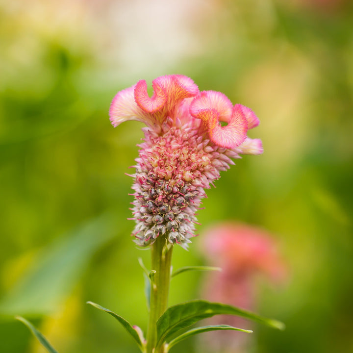 Celosia Bar Bossa Champagne Flower | X 20 Seeds