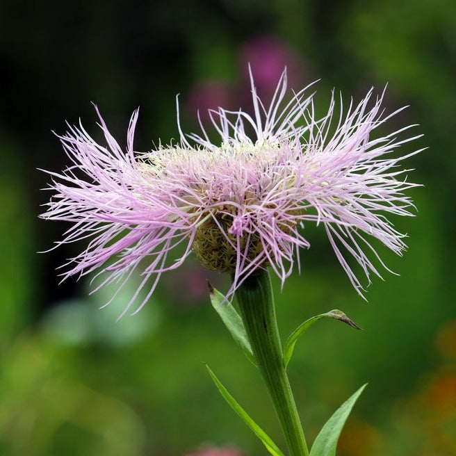 American Basket Rosy Lilac Flower | X 40 Seeds