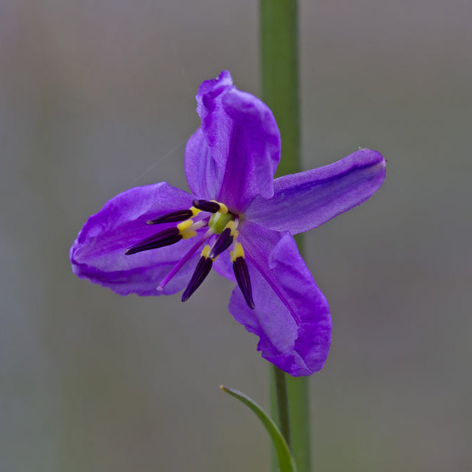 Chocolate Lily Arthropodium strictum Australian Native | X 30 Seeds