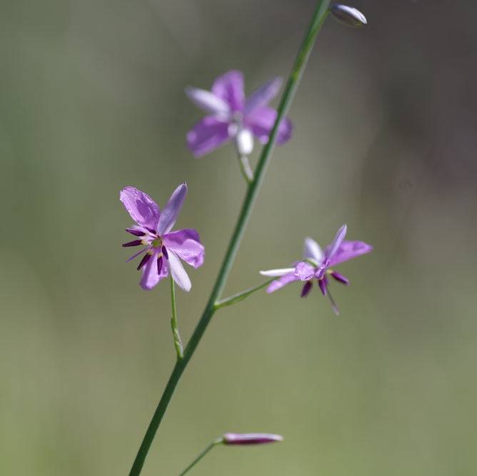 Chocolate Lily Arthropodium strictum Australian Native | X 30 Seeds