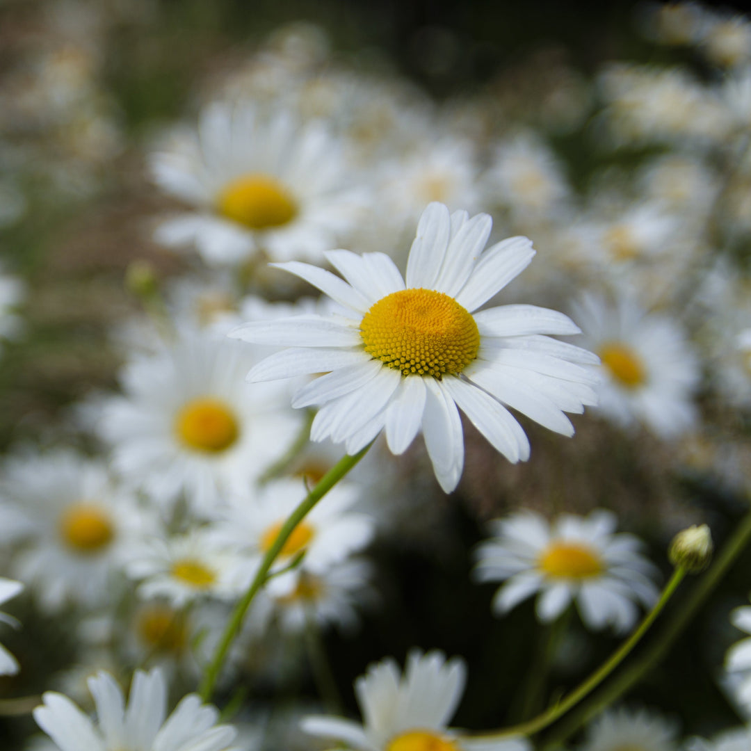 Chrysanthemum Alaska Shasta Daisy Flower | X 200 Seeds (NOT TO WA)