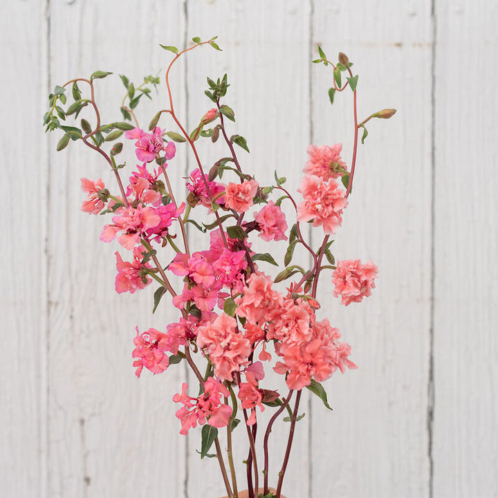Clarkia Elegant Salmon Flower | X 50 Seeds (limited amounts)