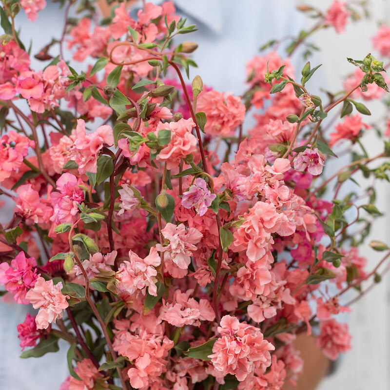 Clarkia Elegant Salmon Flower | X 50 Seeds (limited amounts)