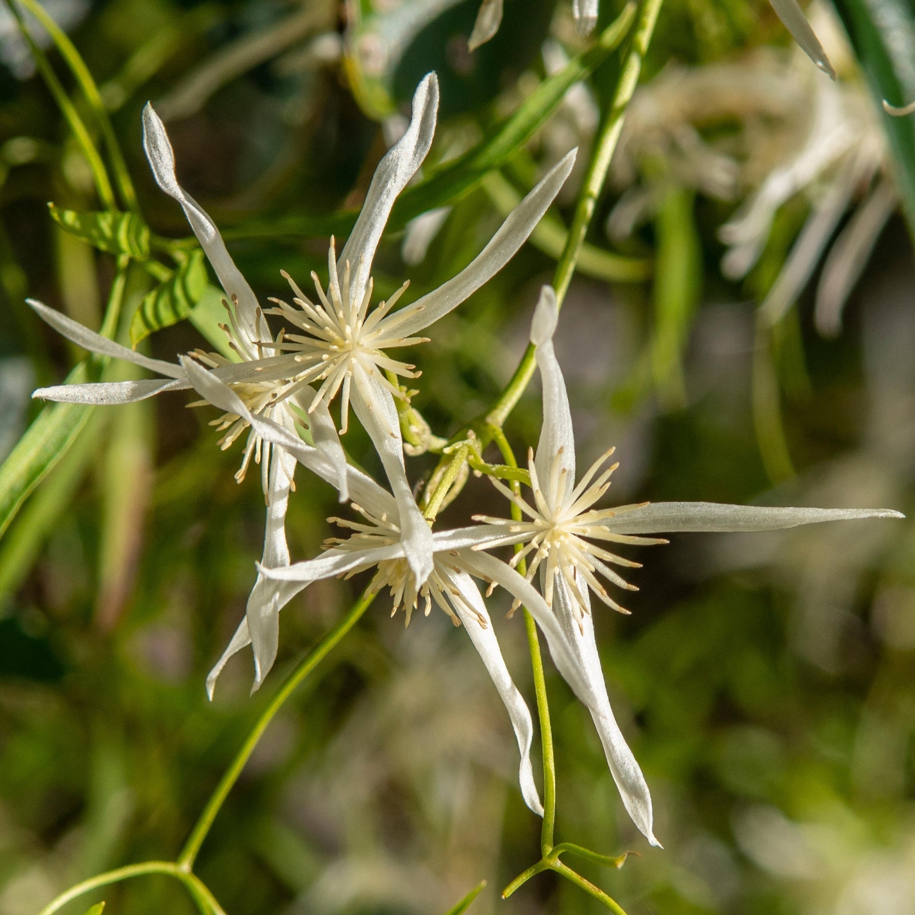 Clematis Microphylla Small Leaf Australian Native | X 20 Seeds – Veggie ...