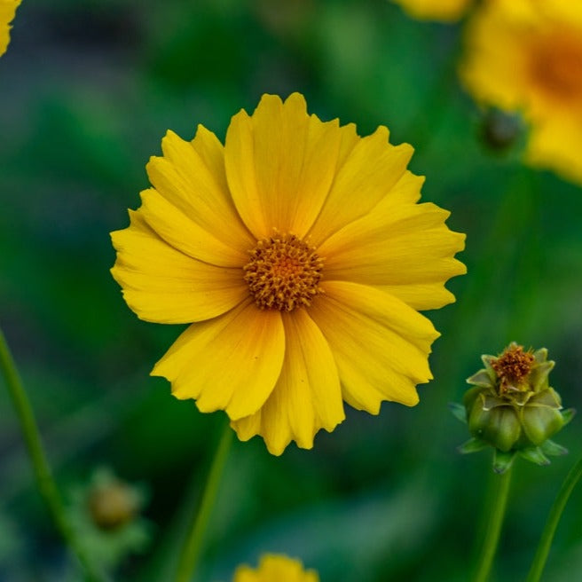Coreopsis Mayfield Giants Flower | X 50 Seeds (NOT TO WA)