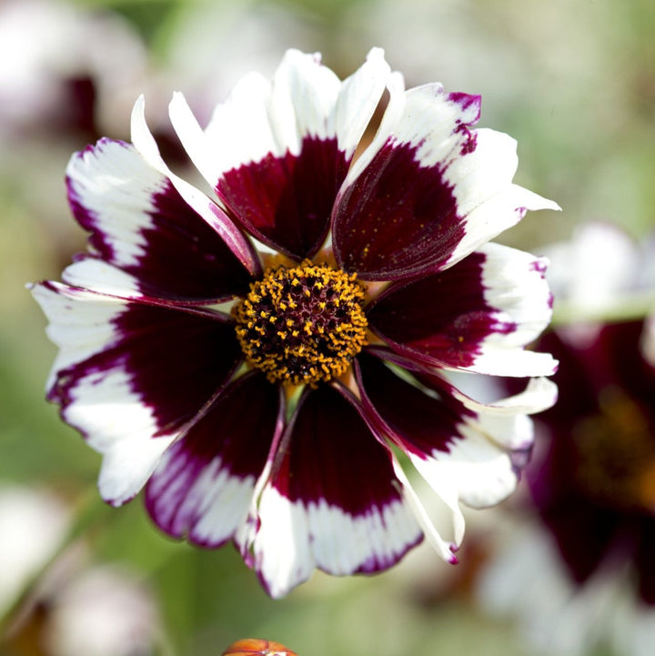 Coreopsis Incredible Swirl Flower | X 100 Seeds (NOT TO WA)