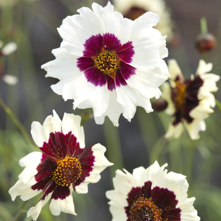 Coreopsis Incredible Swirl Flower | X 100 Seeds (NOT TO WA)