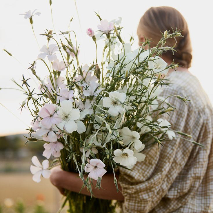 Corn Cockle Blush &amp; White Mix Flower | X 100 Seeds