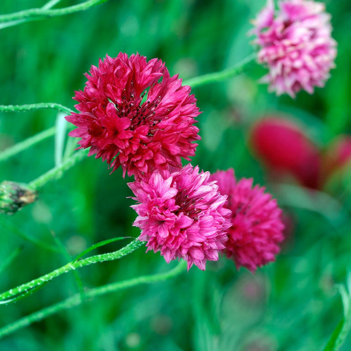 Ballflower Cornflower Flower Seeds – Veggie & Flower Garden Seeds