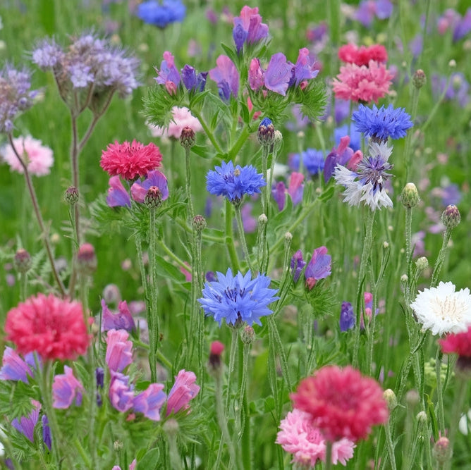 Cornflower Centaurea Double Ball Mix Flower | X 80 seeds