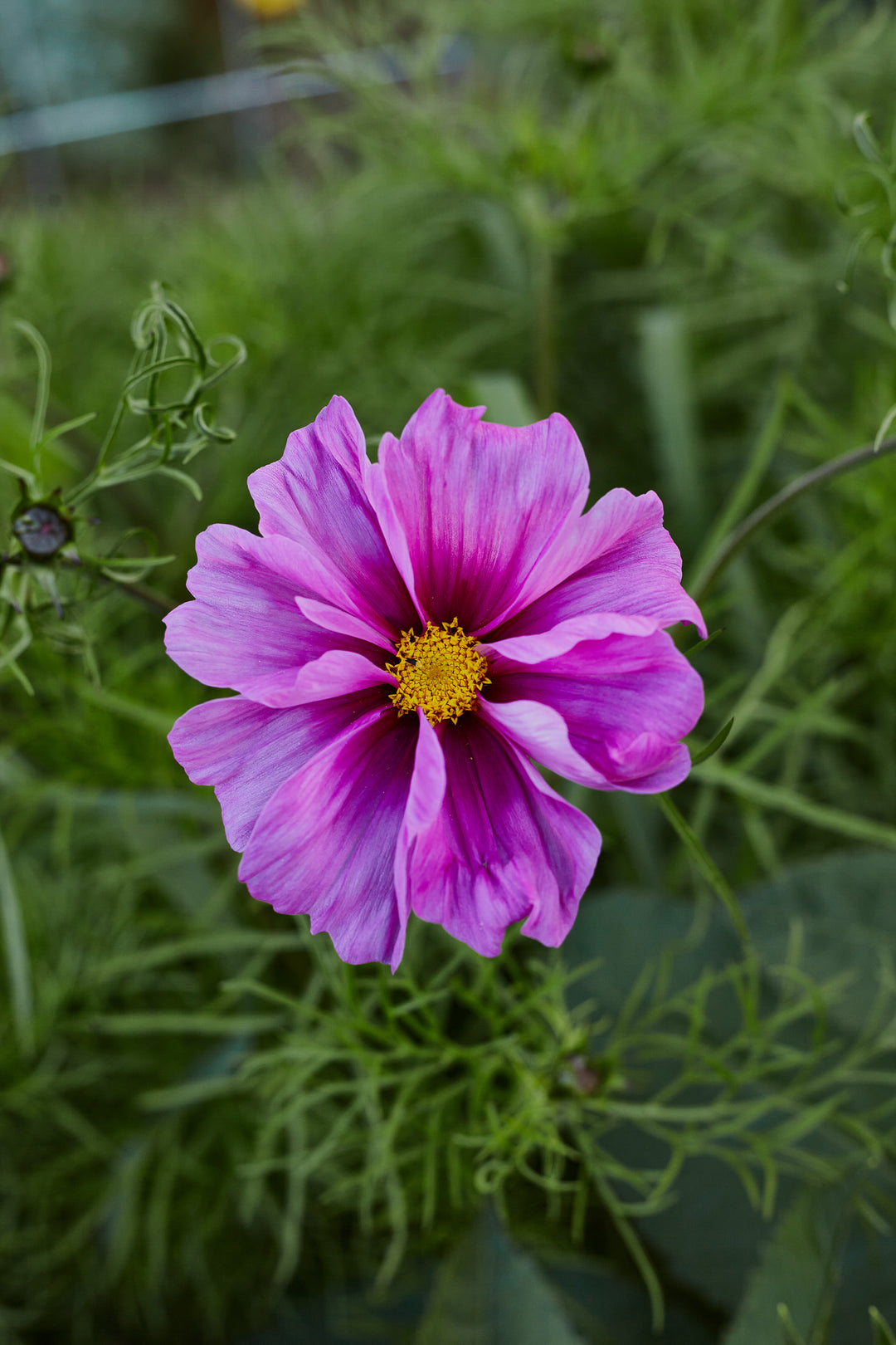 Cosmos Fizzy Rose Flower | X 50 Seeds