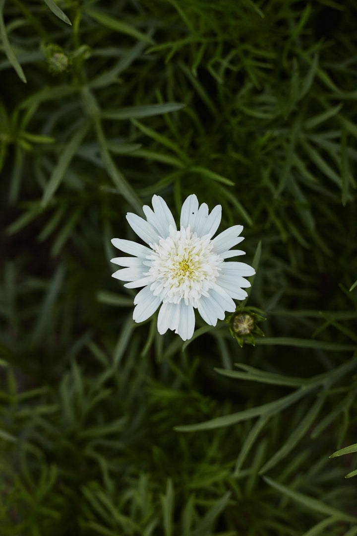 Cosmos Popsocks White Flower | X 30 Seeds